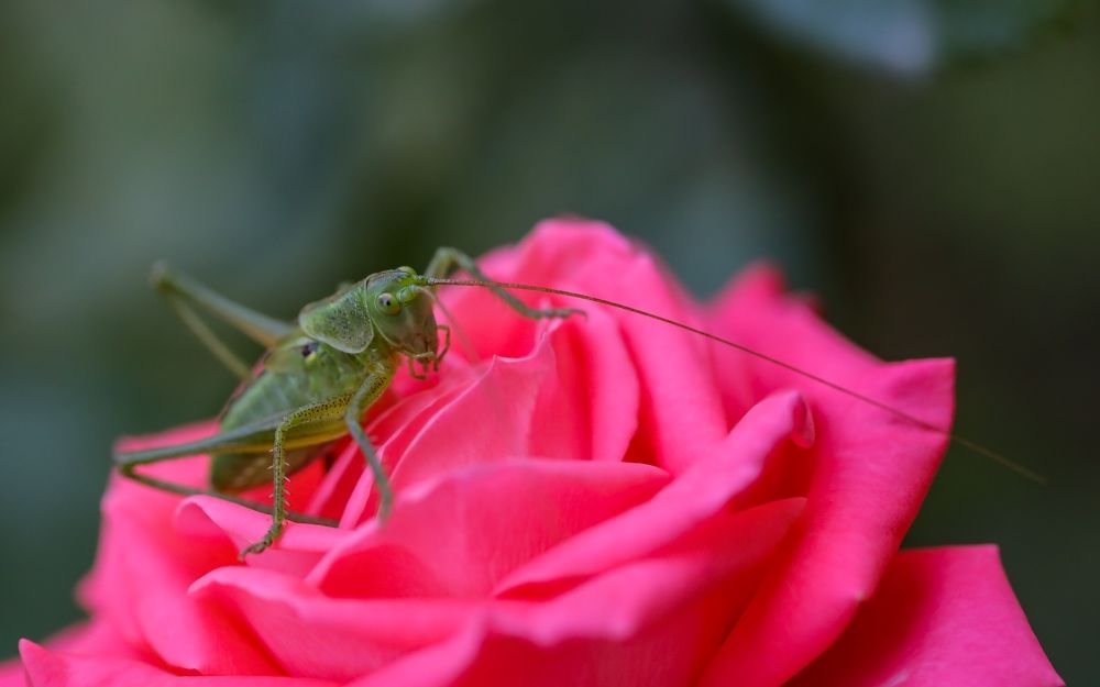 Photograph by Карен Мкртчяан