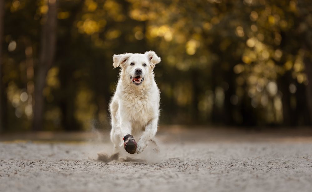 Photograph by Yong Lei van Barlingen