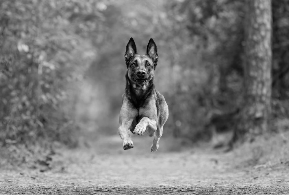 Photograph by Yong Lei van Barlingen