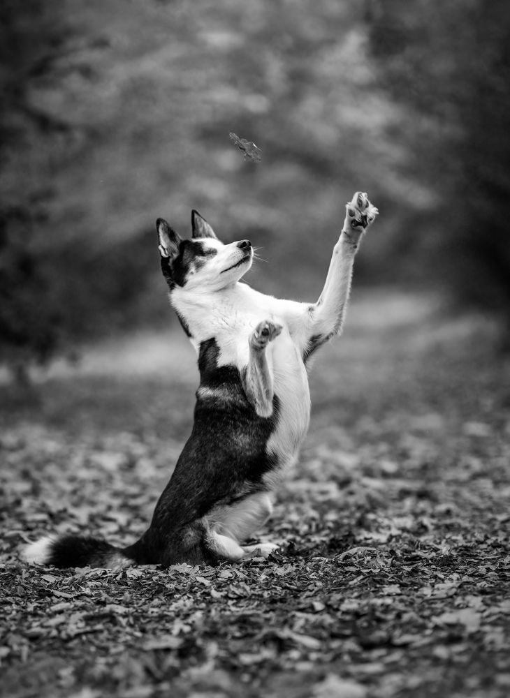 Photograph by Yong Lei van Barlingen