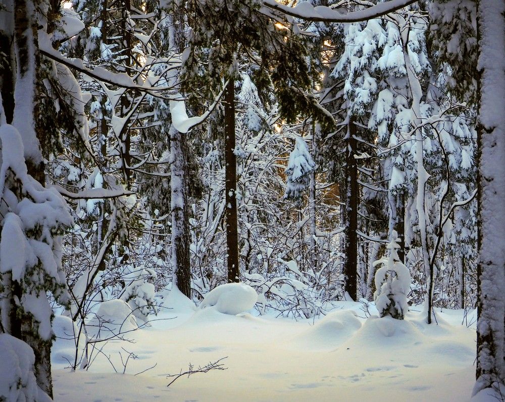 Фотография автора Olena Vorotyntseva