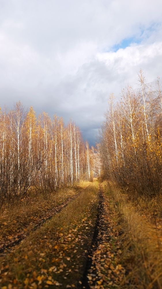 По дороге в осень