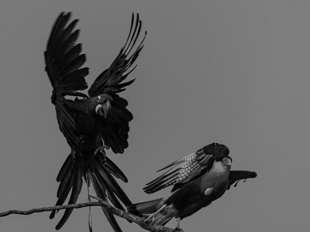 Photograph by João Paulo de Oliveira Freitas