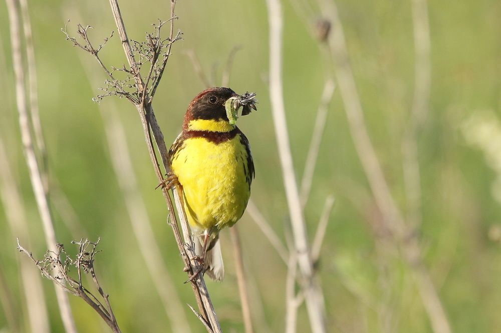 Овсянка-дубровник