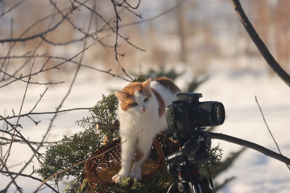 Photograph by Юлия Черкасова