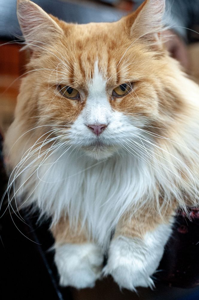 Photograph by Саша Литвин