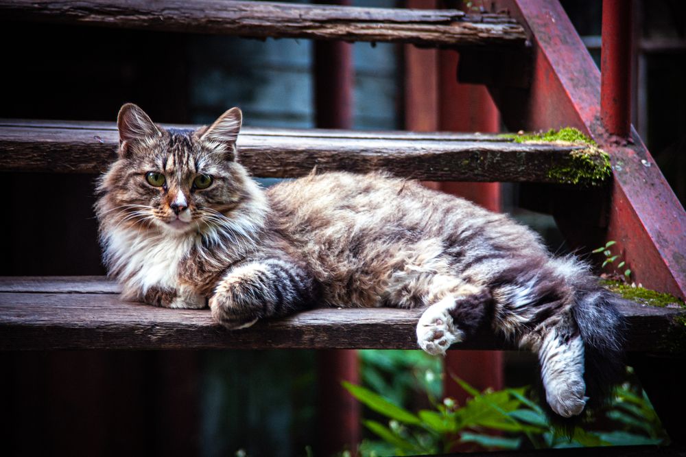 Photograph by Саша Литвин