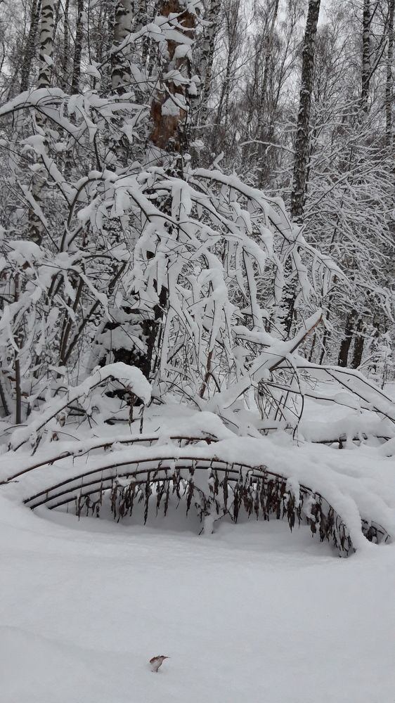 Фотография автора Elena