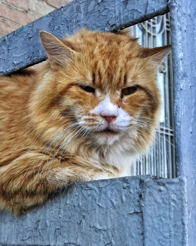 Местный авторитет