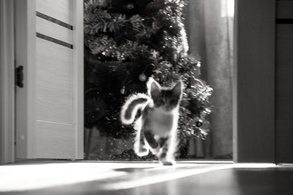 Фотография автора Артём Пышкин