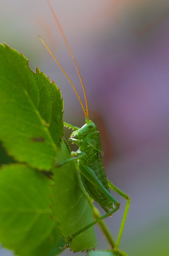 Photograph by Карен Мкртчяан