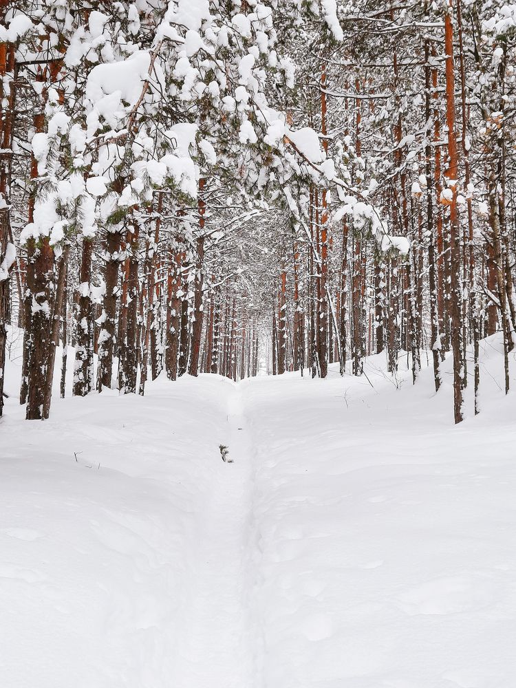 Photograph by Ксения Евгеньевна Коржнева