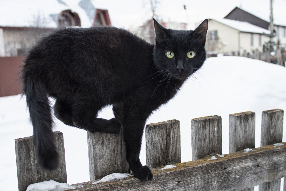 Фотография автора Веста Ягужинская