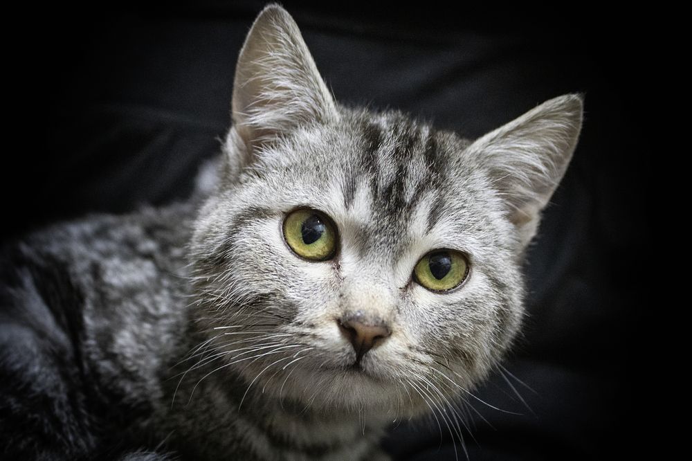 Фотография автора Веста Ягужинская