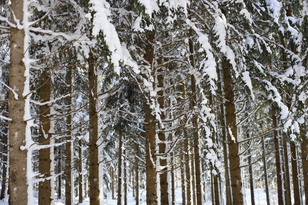 Photograph by Ilia Chkolnik