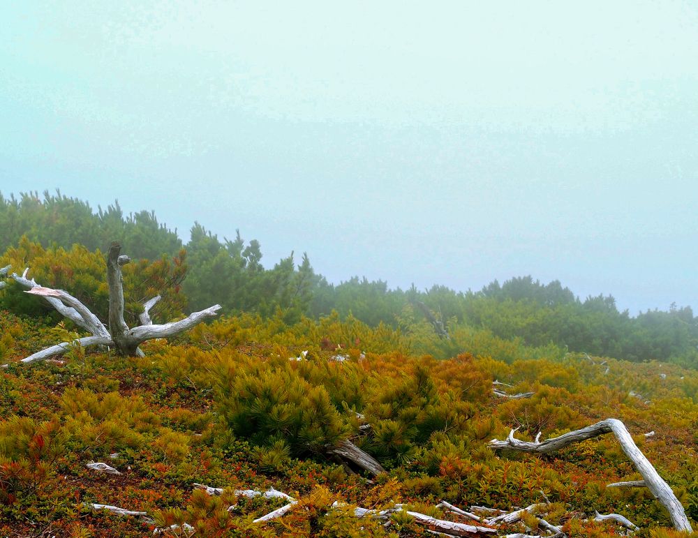 Фотография автора Olena Vorotyntseva