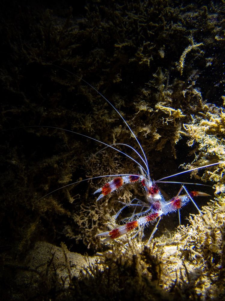 Photograph by Victor Bezerra