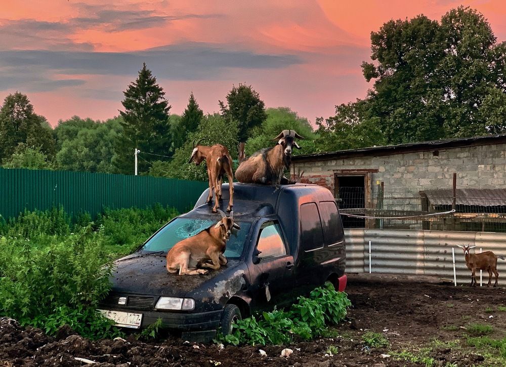 Укрощение строптивого