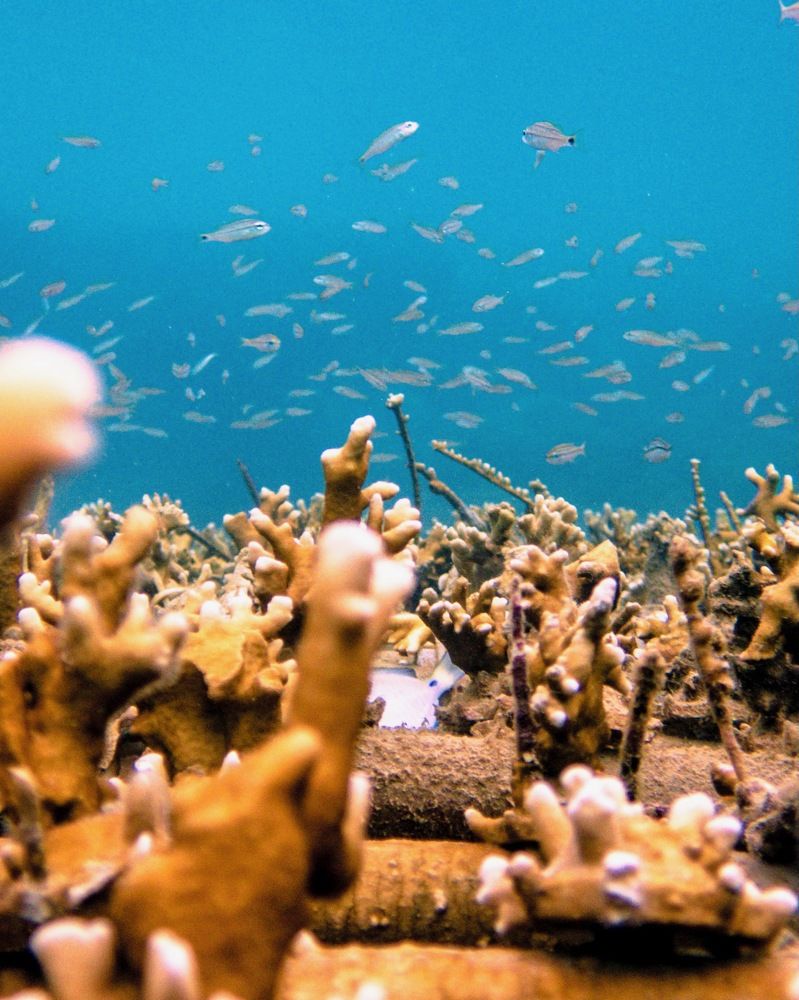 Ocean conservancy in Brazilian waters