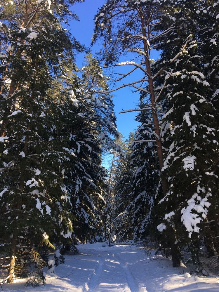 Лесная сказка