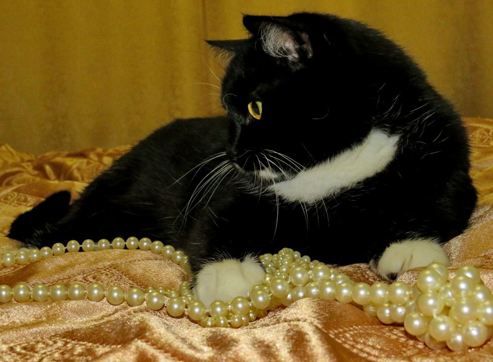 Black cat and pearl