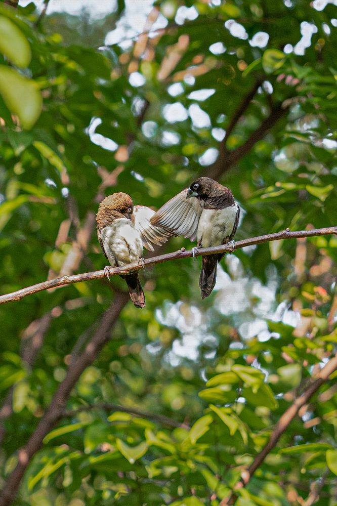 Photograph by Tharindu k