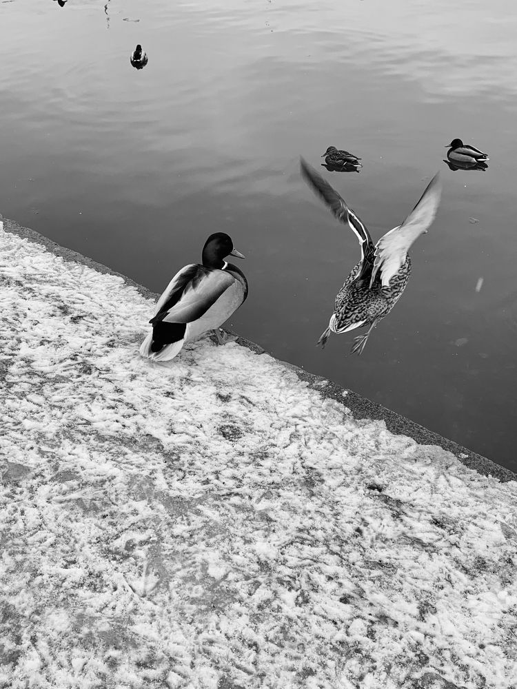 Photograph by Елена Макуха