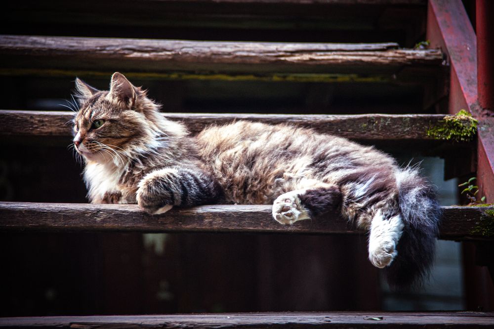 Photograph by Саша Литвин