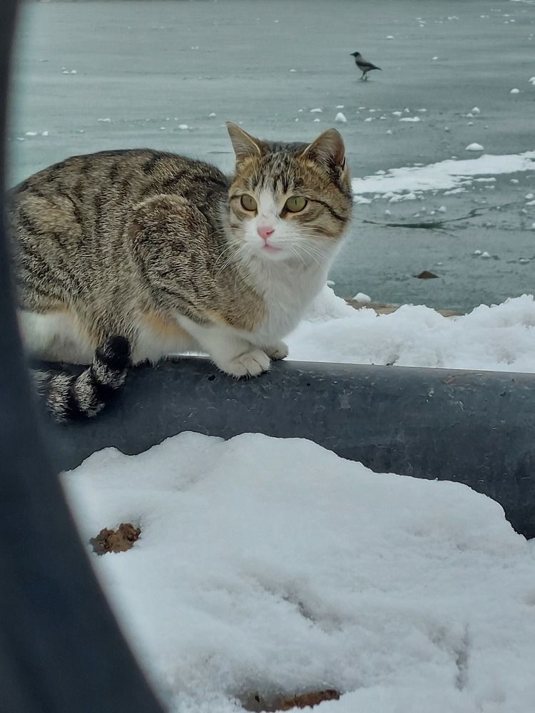 Фотография автора Neda Naserdost