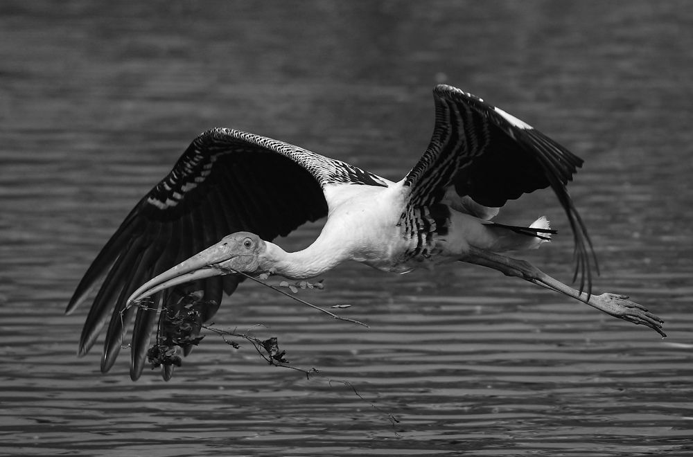 Фотография автора Abhishek Ghosh