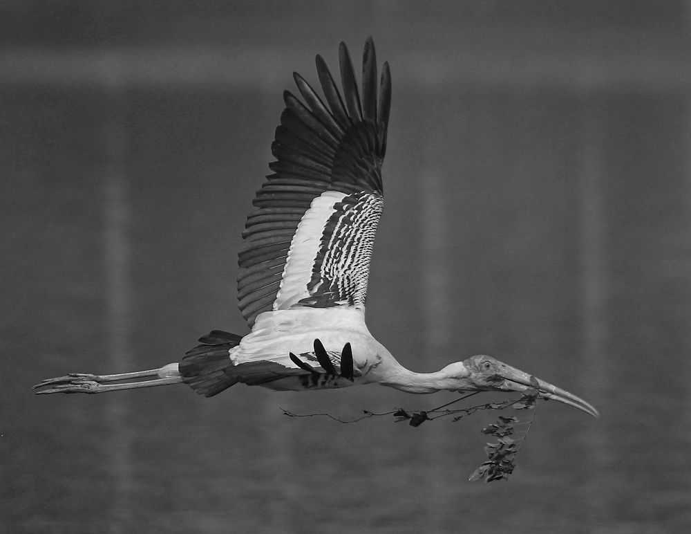 Фотография автора Abhishek Ghosh