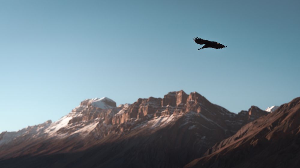 Dark Wings, Dark Words