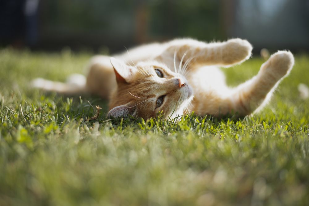 Фотография автора Екатерина Шаманаева