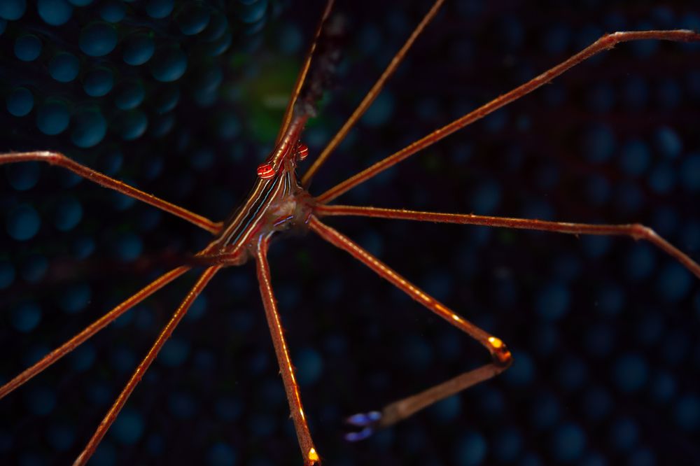 Photograph by Santiago Estrada R