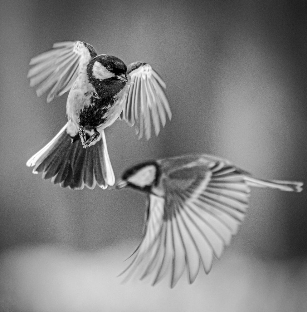 Фотография автора NIKOLAY KALININ