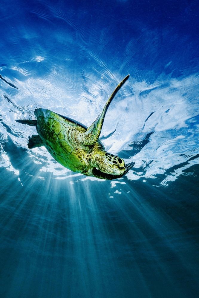 Photograph by Serge Melesan