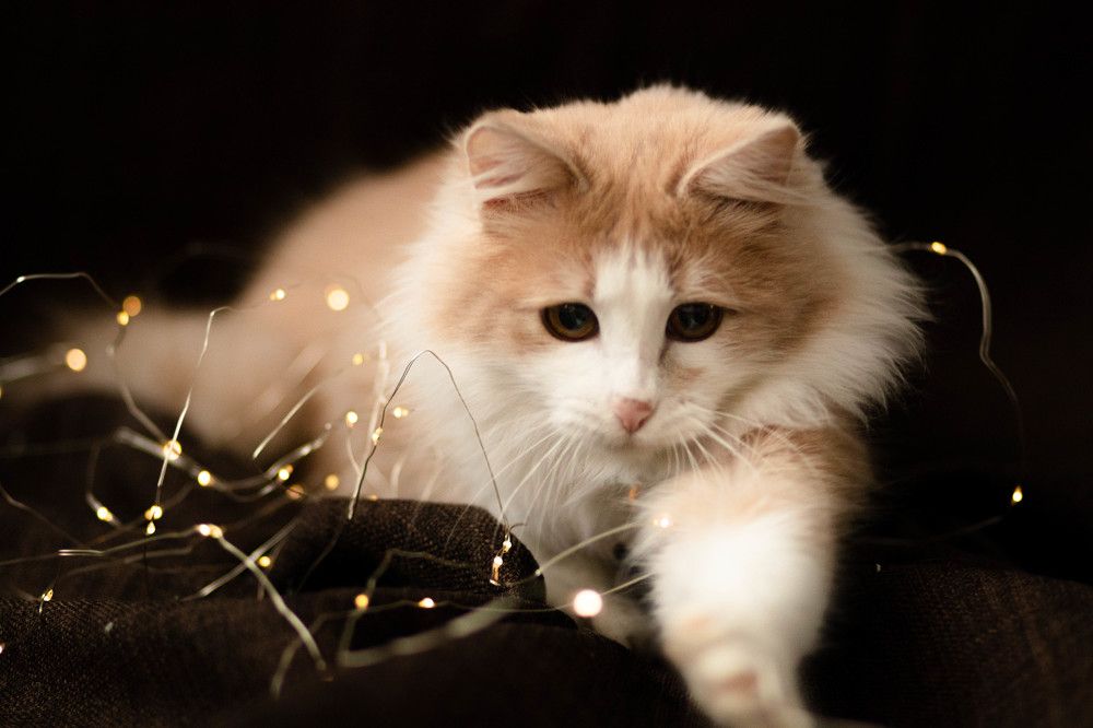 Photograph by Ксения Незговорова