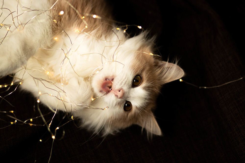 Photograph by Ксения Незговорова