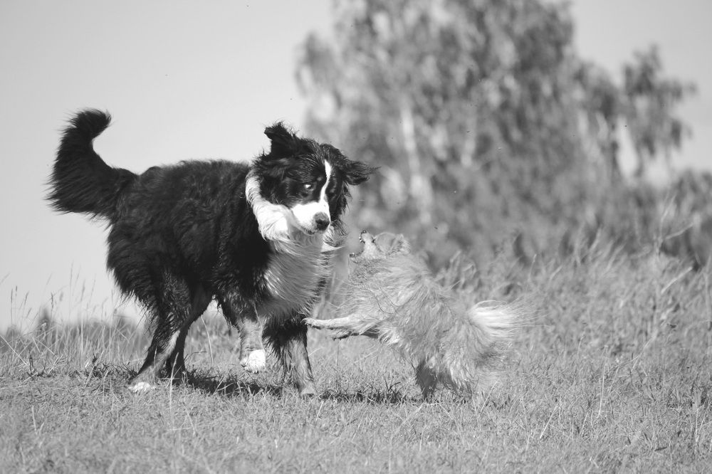 Слушай старшего!