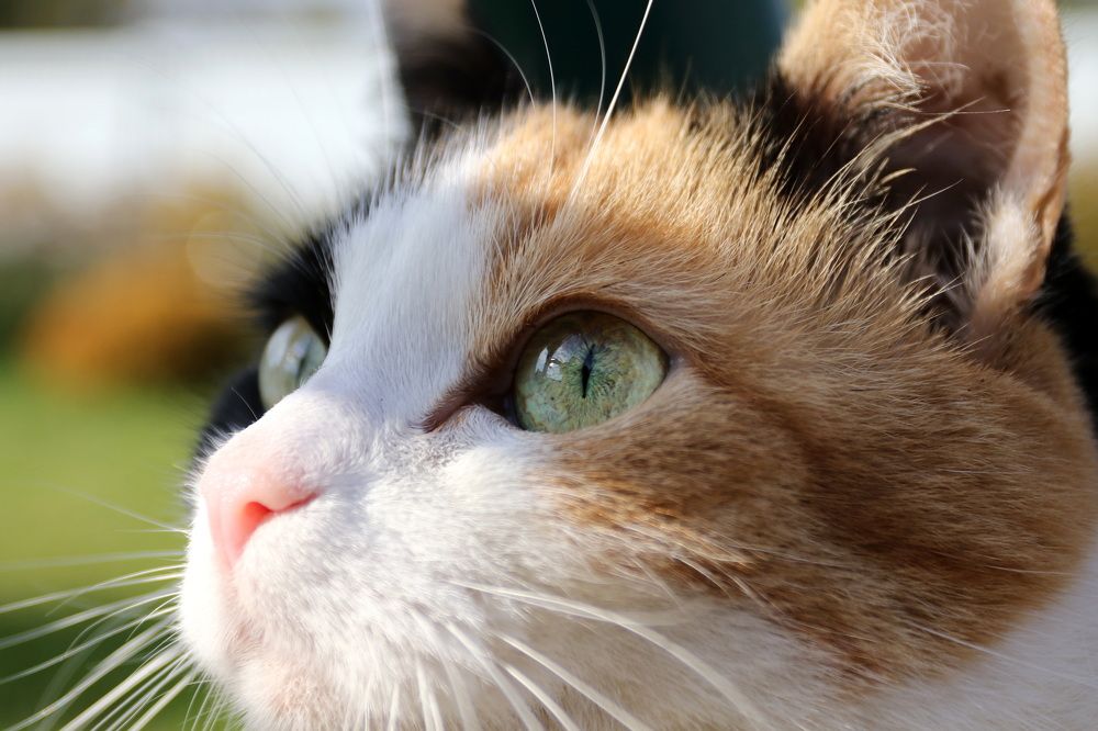 Фотография автора Колосова Елена