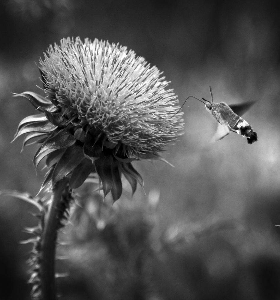 Photograph by Владимир Кривенко