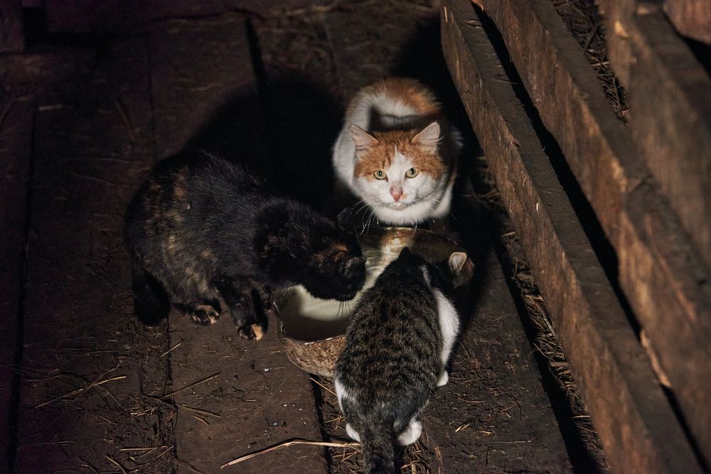 Photograph by Евгения Гловацкая