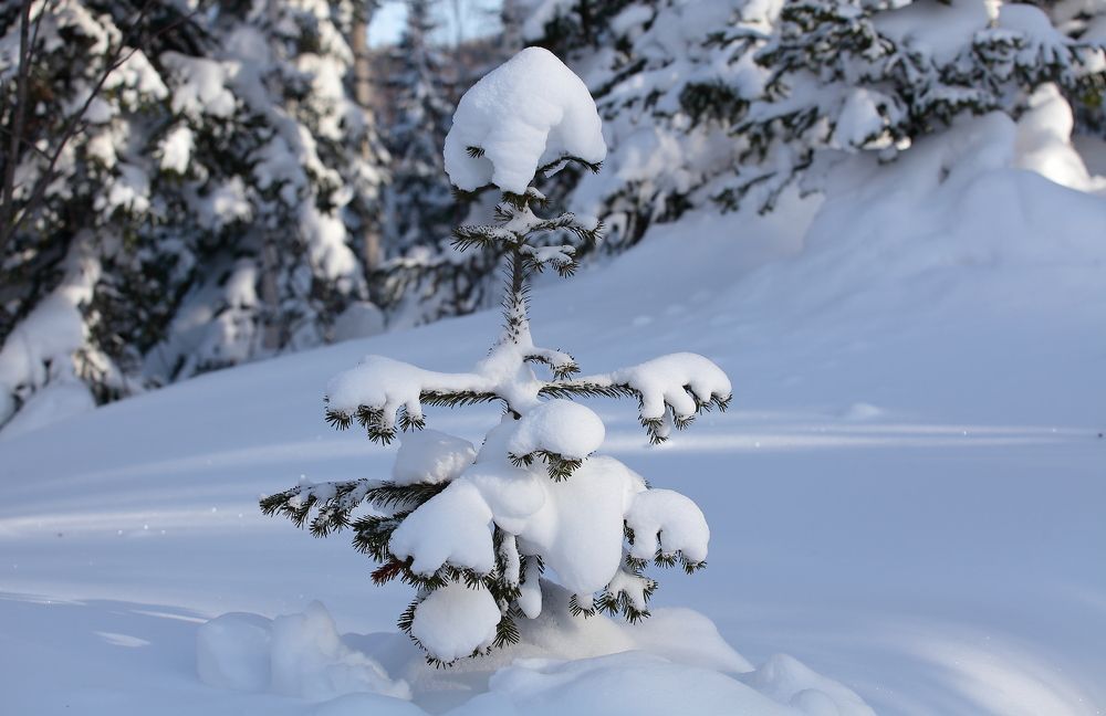 Photograph by Александр Полюдов