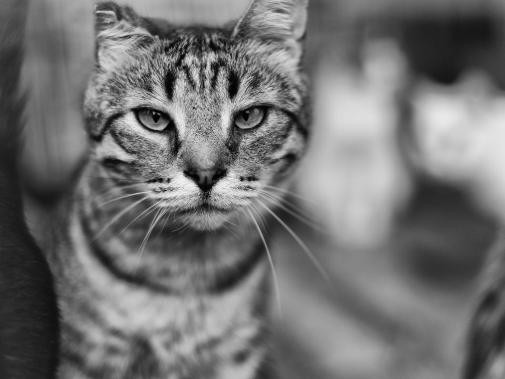 Photograph by Владислав Кравцов