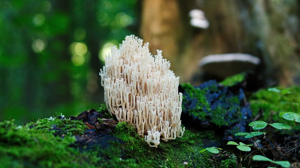 Природа - лучший архитектор.