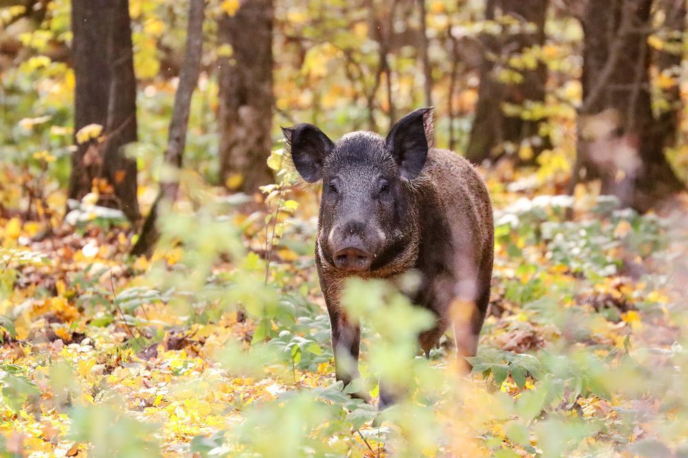 Страж Гости из леса Пробежка Коррида В дебрях Пятачок