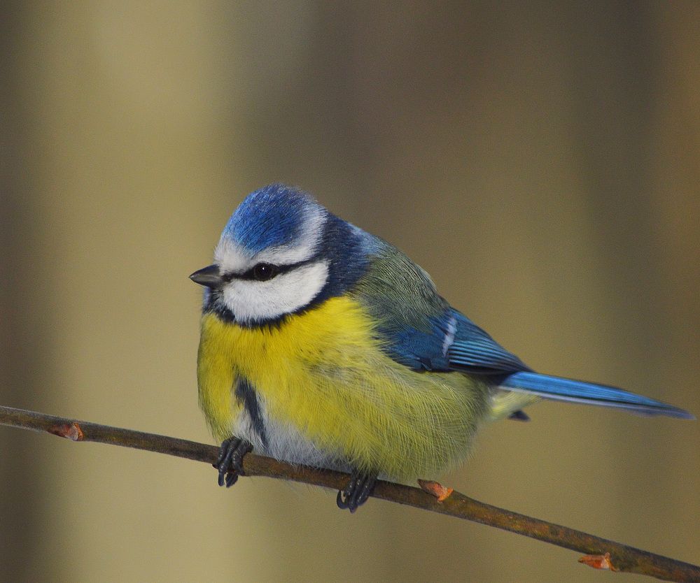 Любопытная.