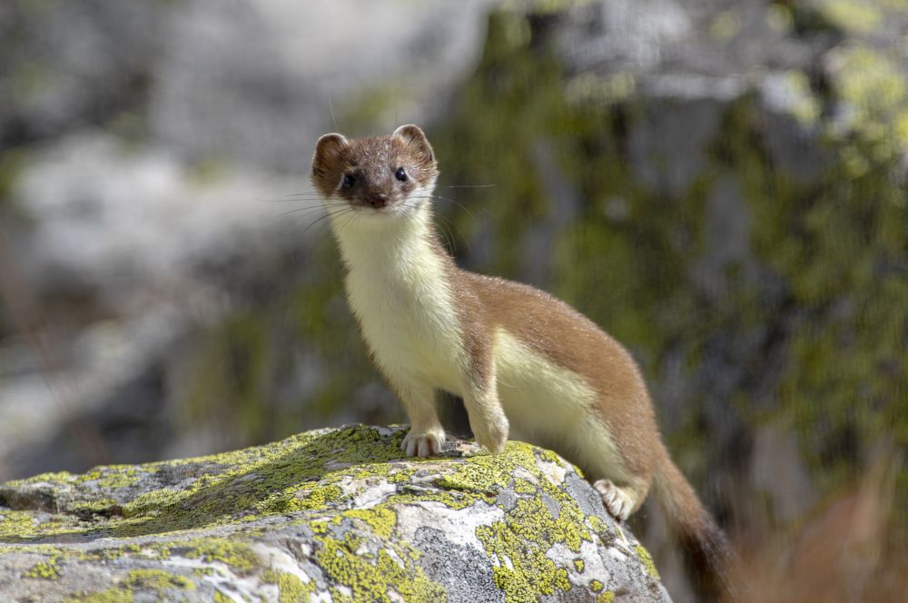 Горностай в горах Алтая