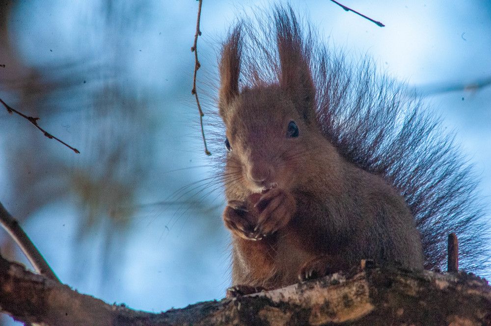 хвастатая милашка