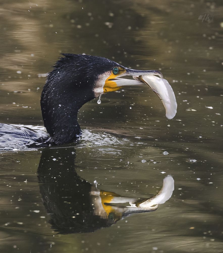 Photograph by Hardik Shah